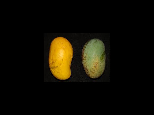 ಮಲ್ಲಿಕಾ: ಮಲ್ಲಿಕಾ: