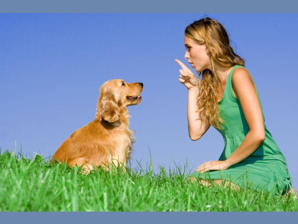 ಸಾಕುನಾಯಿಯು ಎವೆಯಿಕ್ಕದೆ ನಿಮ್ಮನ್ನೇ ನೋಡುವುದು.