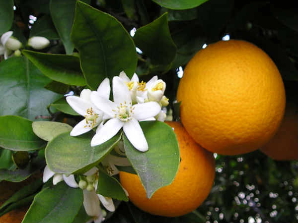 ಸೇಬು ಮತ್ತು ಕಿತ್ತಳೆ ಹೂವುಗಳು :-