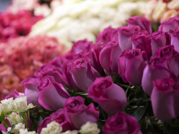 ರೋಸ್/ಕೆಂಪು ಗುಲಾಬಿ ಹೂವು:-