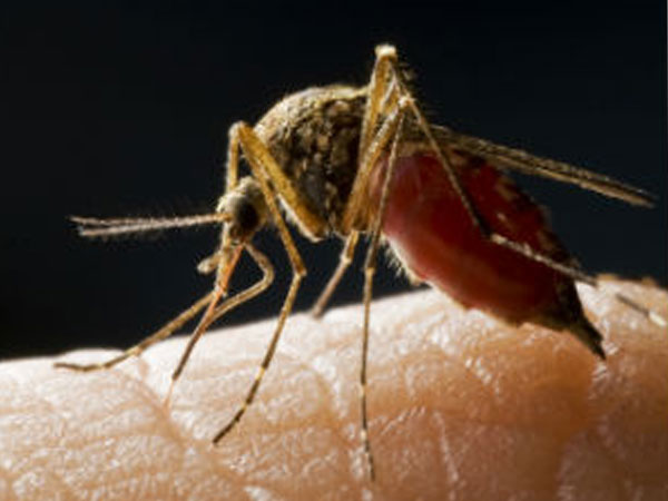 ಜೇನುನೊಣ ಇಲ್ಲವೇ ಚೇಳು ಕಚ್ಚಿದಾಗ: