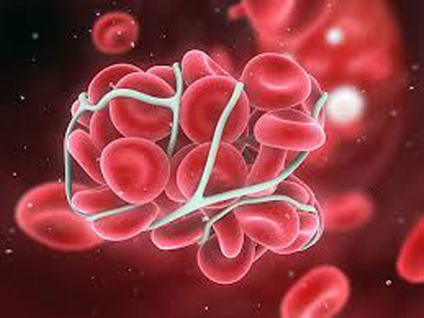 ದೇಹದ ರಕ್ತವನ್ನು ವೃದ್ಧಿಸಲು: 