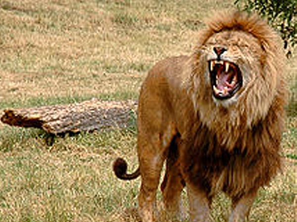 ಸಿಂಹ ಸಿಂಹ