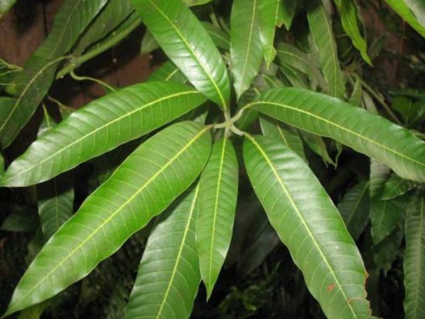 ಮಾವಿನ ಎಲೆಯ ರಸ