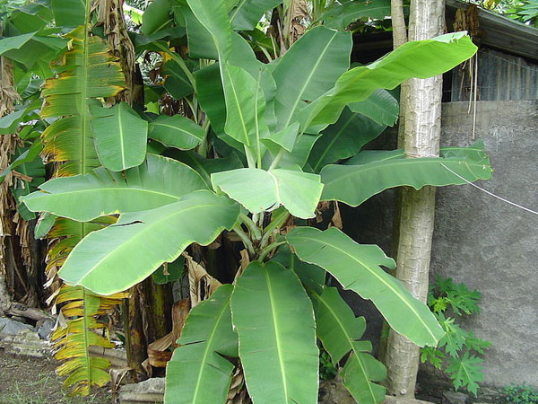 ಮಕ್ಕಳ ತ್ವಚೆಗೆ ಪರಿಹಾರ