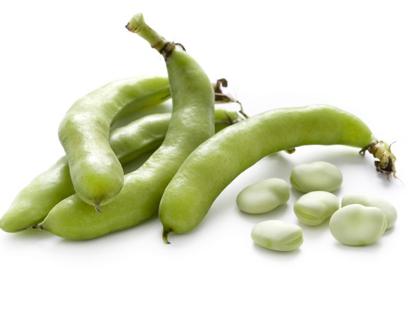 ನೀರಿನ ಪ್ರಮಾಣವನ್ನು ಸಮತೋಲನದಲ್ಲಿಡುತ್ತದೆ