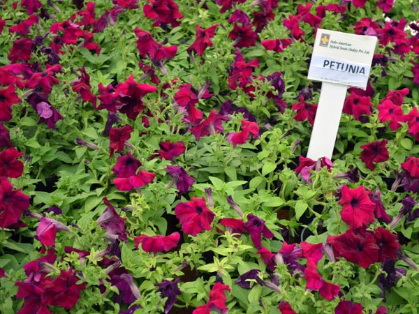 ಪೆಟ್ಯುನಿಯಾಸ್