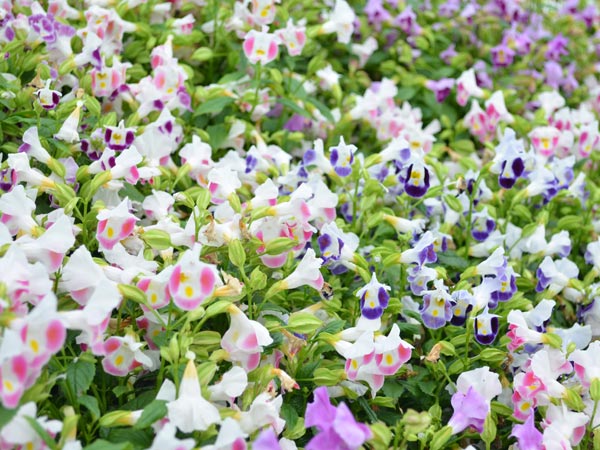 ಲಿಲ್ಲಿ ಹೂವುಗಳು