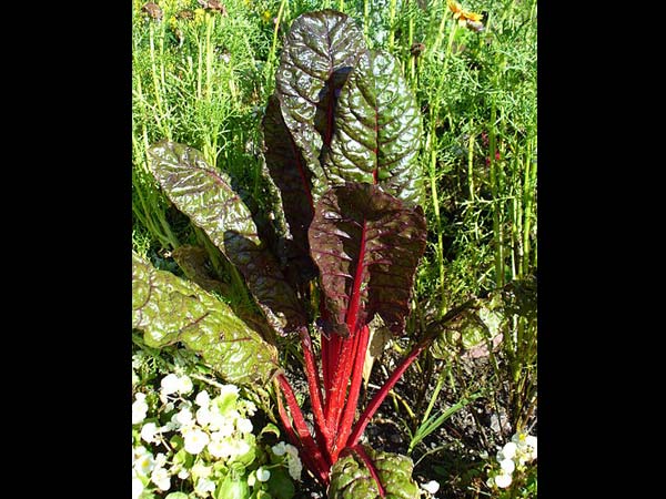 ಚಾರ್ಡ್ (ಸಾಮಾನ್ಯವಾಗಿ ಮೆಡಿಟರೇನಿಯನ್ ಅಡುಗೆಗೆ ಬಳಸುವ ಒಂದು ಎಲೆ ಹಸಿರು ತರಕಾರಿ)