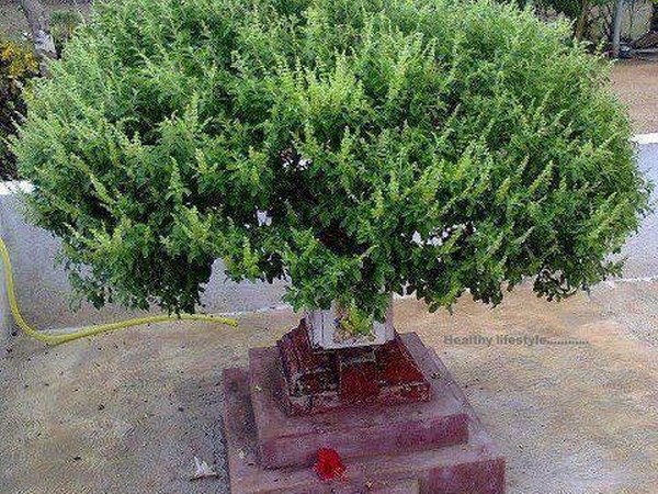 ವೃ೦ದಾಳ ಶಾಪ