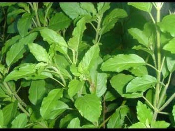 ಭಗವಾನ್ ಶ್ರೀ ವಿಷ್ಣುವಿನ ವರ