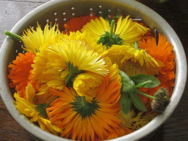 ಕುಲದ ಮಲ್ಲಿಗೆ (Calendula)
