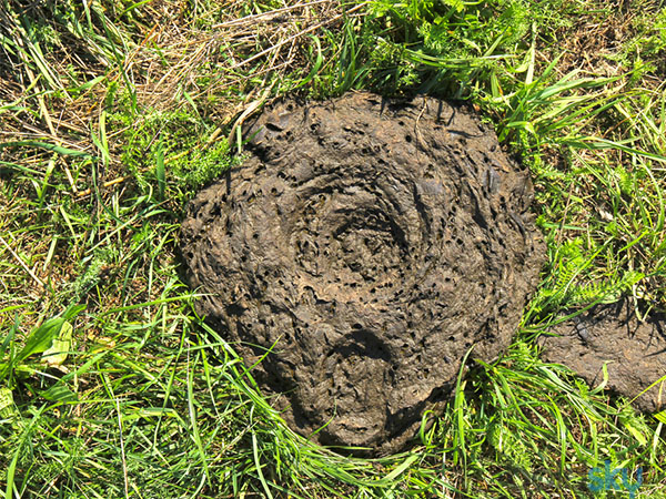 ಗೋಮಯ ಅಥವಾ ಗೋವಿನ ಸಗಣಿಯ ಮಹತ್ವ