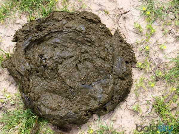 ಗೋಮಯ ಅಥವಾ ಗೋವಿನ ಸಗಣಿಯ ಮಹತ್ವ