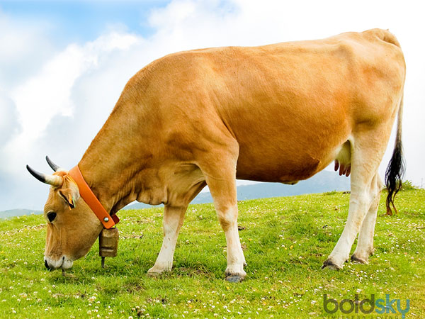 ಹಿ೦ದೂ ಧರ್ಮದಲ್ಲಿ ಗೋಮಾತೆಯ ಮಹತ್ವ 