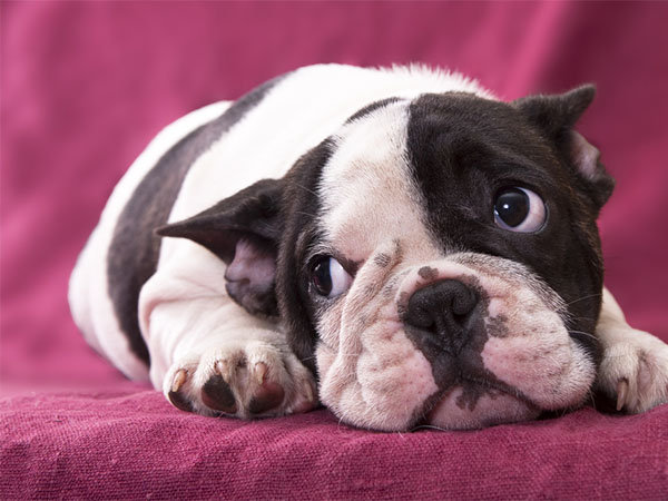 Simple Rules To Keep Your Dog Hale And Healthy Simple Rules To Keep Your Dog Hale And Healthy