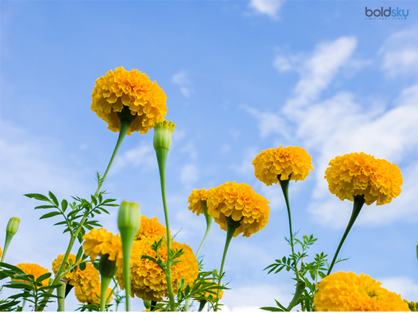 ಚೆಂಡು ಹೂವನ್ನು ಹೇಗೆ ಬಳಸುವುದು- ಮನೆ ಮದ್ದಿಗೆ ಸಲಹೆಗಳು