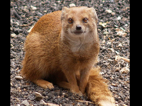ಮು೦ಗುಸಿ