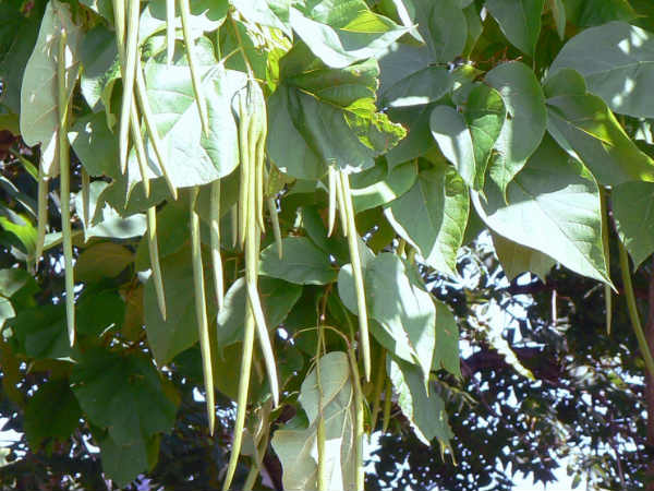Bean Leaves (ಹುರುಳಿ ಸೊಪ್ಪು)