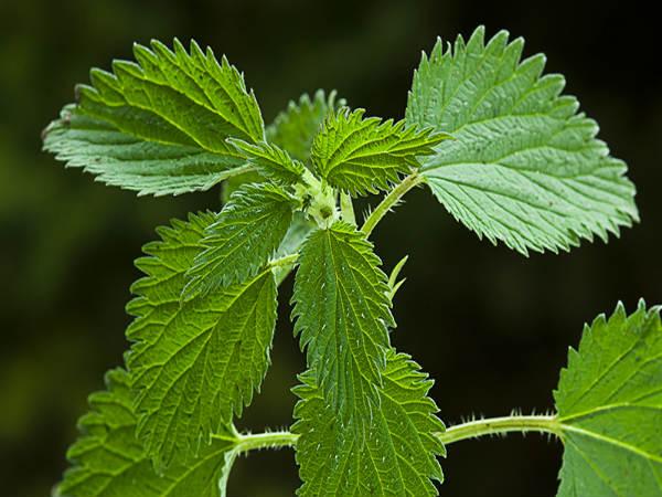 ತುರಿಕೆ ಸೊಪ್ಪು (Nettle)