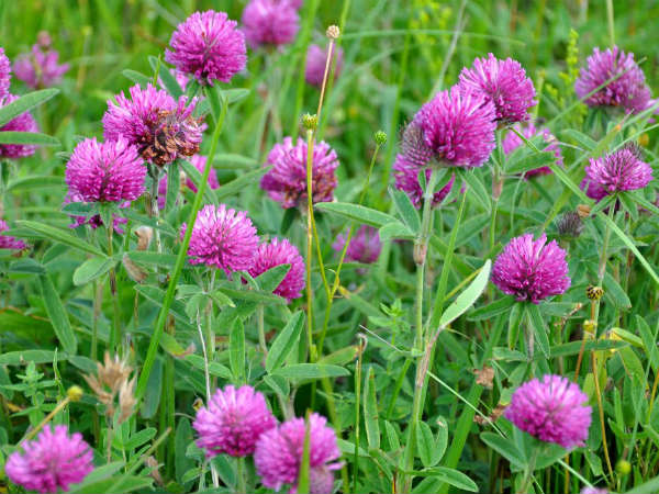 ಕೆಂಪು ಕ್ಲೋವರ್