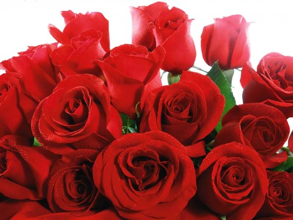 ಕೆಂಪು ಗುಲಾಬಿ