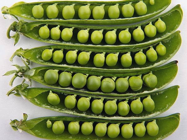 ಅವರೆಕಾಳು