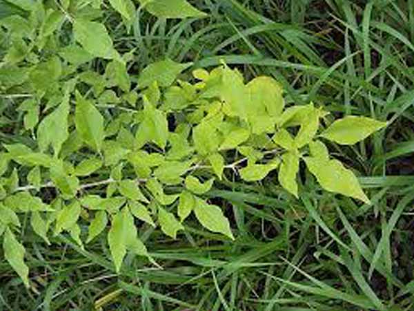 ಬಿಲ್ವಪತ್ರೆಗಳ ಎಲೆ 