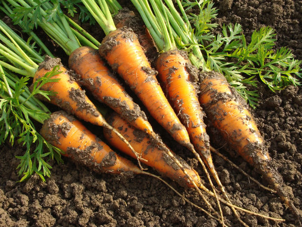 Easiest Vegetables to Grow in your Garden 
