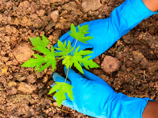 Easiest Vegetables to Grow in your Garden 