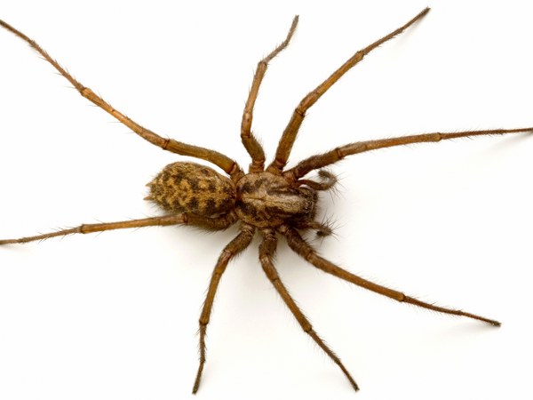 ಜೇಡ ಮಾಂಸಾಹಾರಿಯಾಗಿದೆ ಜೇಡ ಮಾಂಸಾಹಾರಿಯಾಗಿದೆ