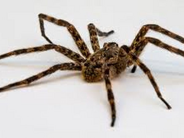 ಜೇಡದ ಭಯ ಹುಟ್ಟುವುದಕ್ಕಿಂತ ಮೊದಲೇ ಇರುತ್ತದೆ ಜೇಡದ ಭಯ ಹುಟ್ಟುವುದಕ್ಕಿಂತ ಮೊದಲೇ ಇರುತ್ತದೆ