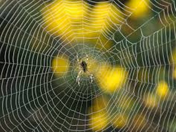 ಜೇಡ ಸತ್ತ ಬಳಿಕ ಅವುಗಳ ಕಾಲುಗಳು ಗುಂಗುರು ಕೂದಲಿನಂತೆ ಮಡಚಿಕೊಳ್ಳುತ್ತದೆ ಜೇಡ ಸತ್ತ ಬಳಿಕ ಅವುಗಳ ಕಾಲುಗಳು ಗುಂಗುರು ಕೂದಲಿನಂತೆ ಮಡಚಿಕೊಳ್ಳುತ್ತದೆ