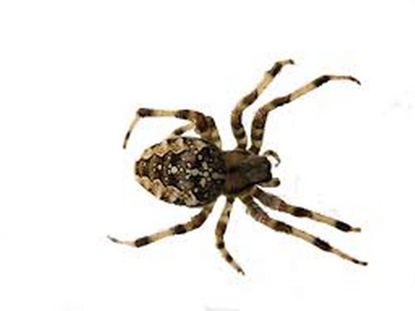 ಜೇಡವನ್ನು ಬೆಂಕಿಗೆ ಹಾಕಿದರೆ ಪಟಾಕಿಯಂತೆ ಸಿಡಿಯುತ್ತದೆ ಜೇಡವನ್ನು ಬೆಂಕಿಗೆ ಹಾಕಿದರೆ ಪಟಾಕಿಯಂತೆ ಸಿಡಿಯುತ್ತದೆ