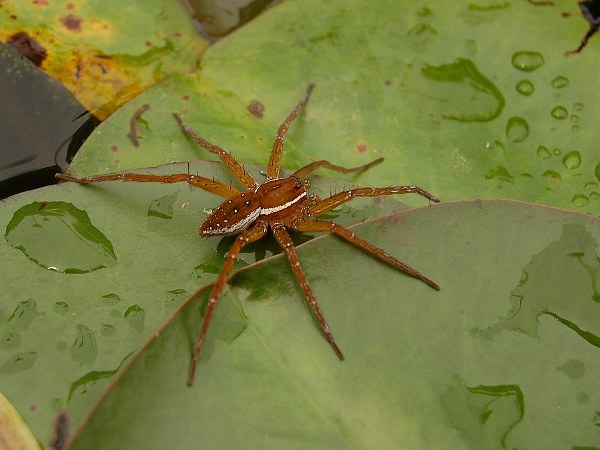 ಒಂದು ಜಾತಿಯ ಜೇಡ ಬಿಟ್ಟು ಉಳಿದವುಗಳೆಲ್ಲಾ ವಿಷಯುಕ್ತವಾಗಿವೆ ಒಂದು ಜಾತಿಯ ಜೇಡ ಬಿಟ್ಟು ಉಳಿದವುಗಳೆಲ್ಲಾ ವಿಷಯುಕ್ತವಾಗಿವೆ