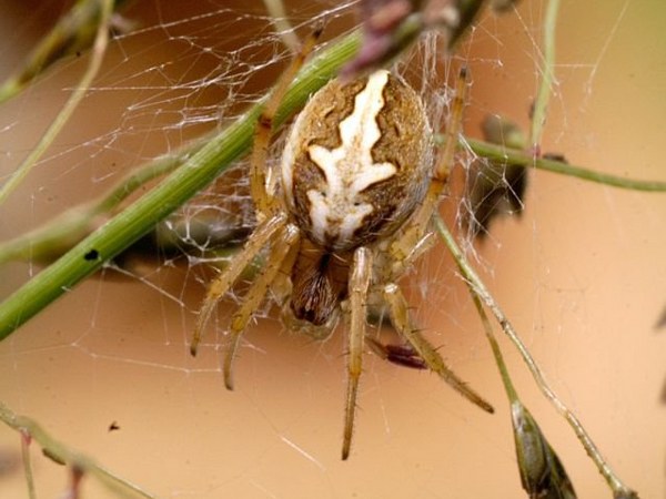 ಜೇಡಗಳ ಪ್ರಥಮ ಮಿಲನವೇ ಕಡೆಯ ಮಿಲನವೂ ಆಗಿದೆ ಜೇಡಗಳ ಪ್ರಥಮ ಮಿಲನವೇ ಕಡೆಯ ಮಿಲನವೂ ಆಗಿದೆ