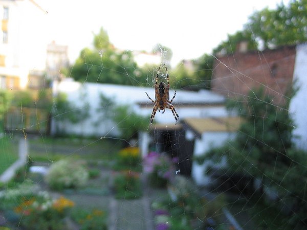 ಜೇಡಗಳಿಗೆ ನಾಲ್ಕು ಜೋಡಿ ಕಣ್ಣುಗಳಿವೆ ಜೇಡಗಳಿಗೆ ನಾಲ್ಕು ಜೋಡಿ ಕಣ್ಣುಗಳಿವೆ
