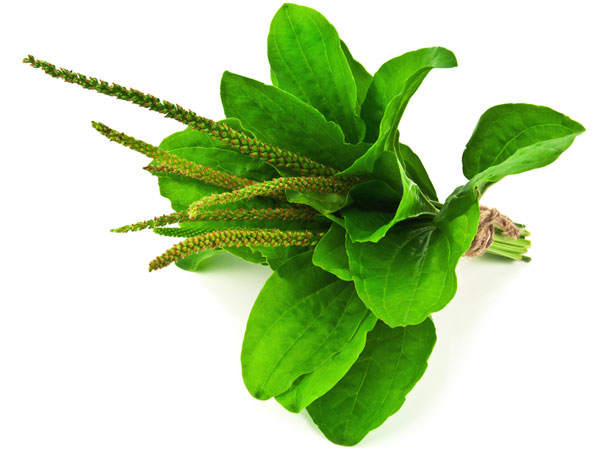 Plantain ಎಲೆಗಳು