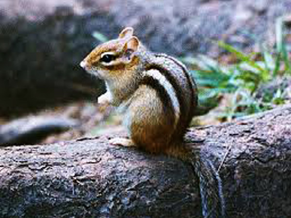 ಮಹಾಸಾಹಸಕ್ಕೆ ಅಳಿಲಿನ ಸೇವೆ 