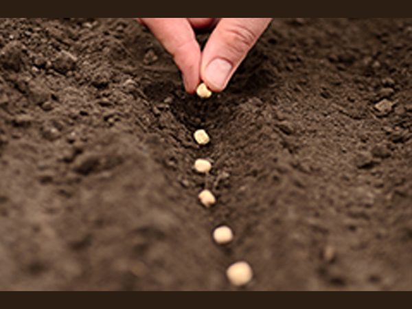 How To Grow Lemon In Your Garden