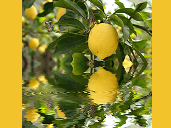 How To Grow Lemon In Your Garden