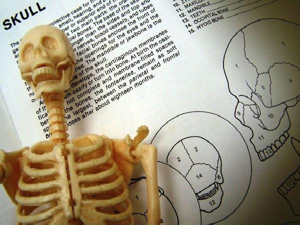 ದೇಹದಲ್ಲಿ ಮೂಳೆಗಳು ಅತ್ಯಂತ ಗಟ್ಟಿಯಾದ ಭಾಗವಲ್ಲ