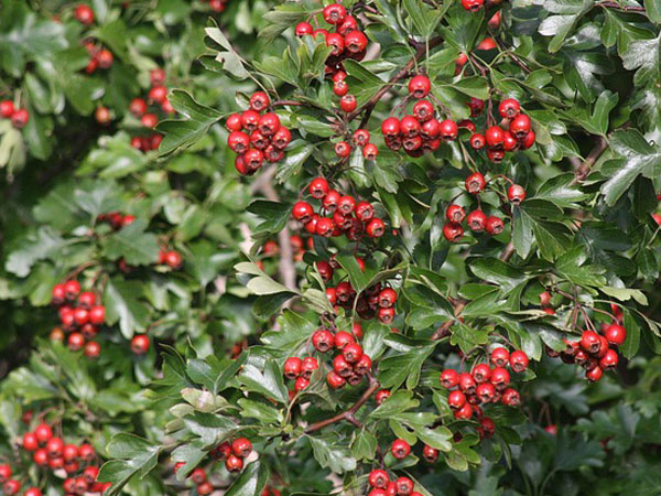 ಹಾಥ್ರೋನ್ ಎಲೆಗಳು ಮತ್ತು ಹಣ್ಣುಗಳು