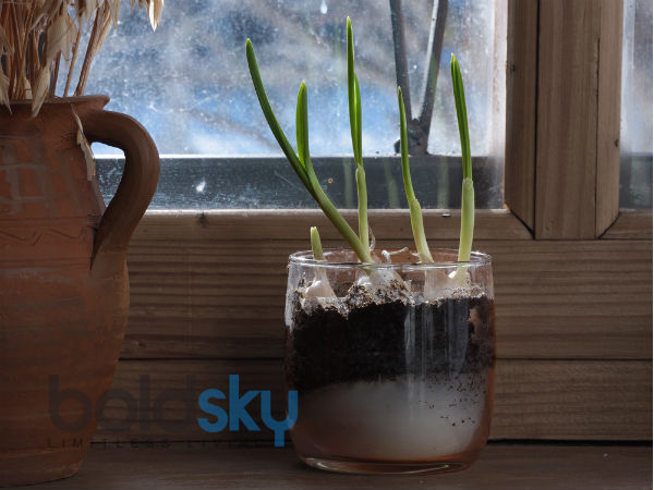 Tips To Keep Plants Alive On Vacation