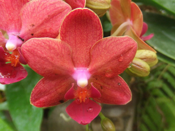 ಕೆಂಪು ಬಣ್ಣವನ್ನು ಮೆಚ್ಚುವವರು