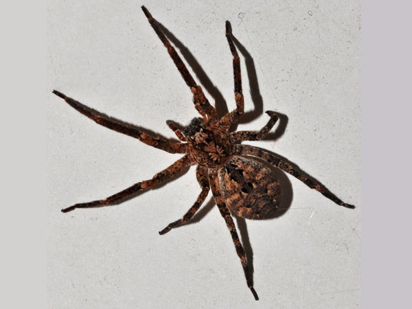 ಜೇಡವು ಗೋಡೆಯನ್ನು ಏರುತ್ತಿರುವ೦ತೆ