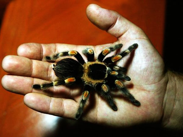 ಸ್ವಾಭಾವಿಕ ಕನಸು