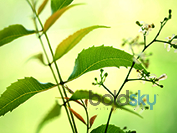 ಕೆಟ್ಟ ಕೊಲೆಸ್ಟ್ರಾಲ್ ನಿವಾರಿಸುತ್ತದೆ 