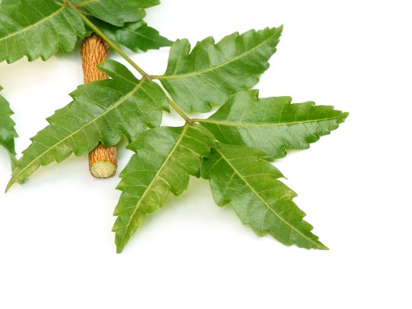 ವೃದ್ಧಾಪ್ಯ