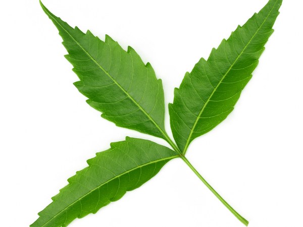 ರಕ್ತ ಶುದ್ಧೀಕರಣಗೊಳ್ಳುತ್ತದೆ